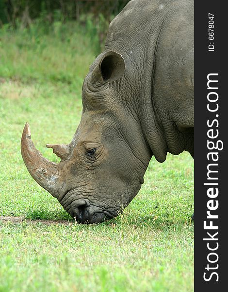 White Rhinoceros eating on the savannah