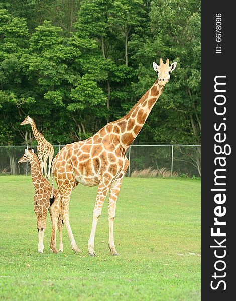 A Mother and child Giraffes on a safari