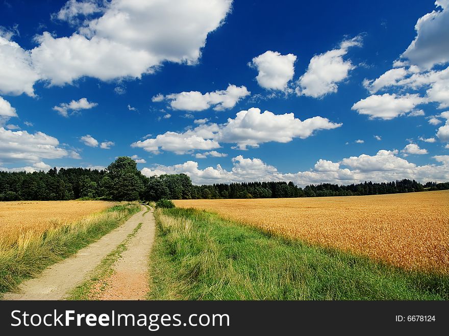 A country landscape in sunny summer day