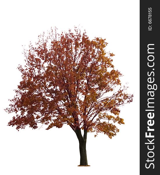 Maple Tree On White