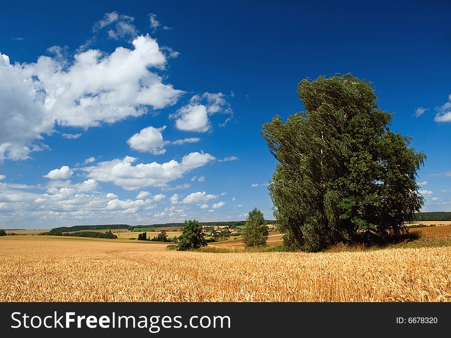 A country landscape in sunny summer day