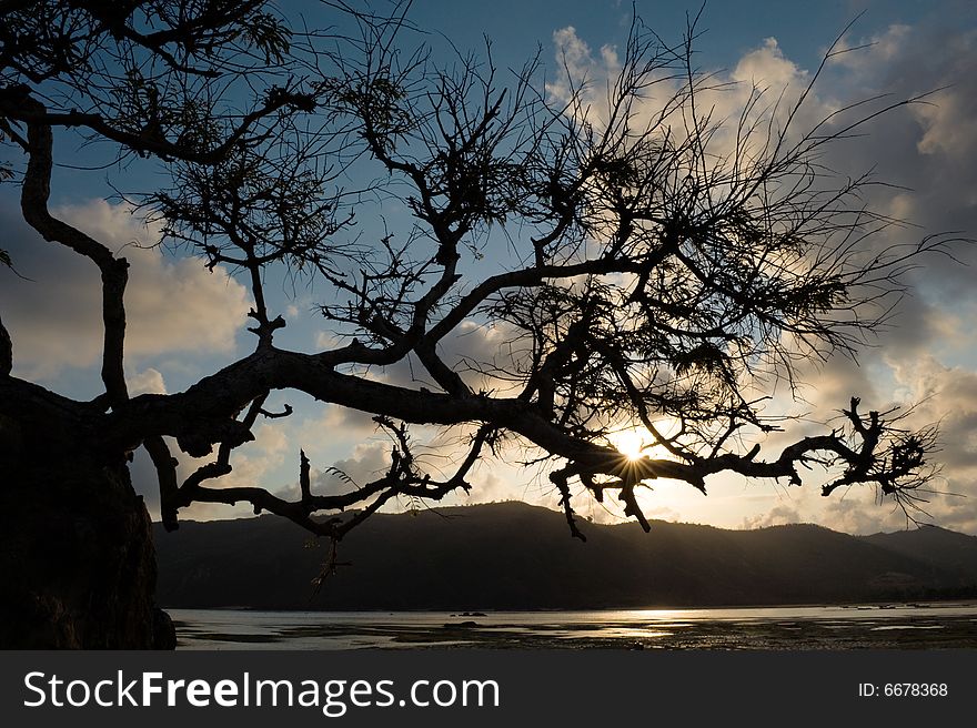 Photo of a tree struggling to survive at beach in silhouette