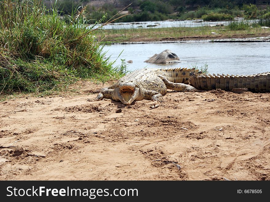A terrible african crocodile near the Tsavo river