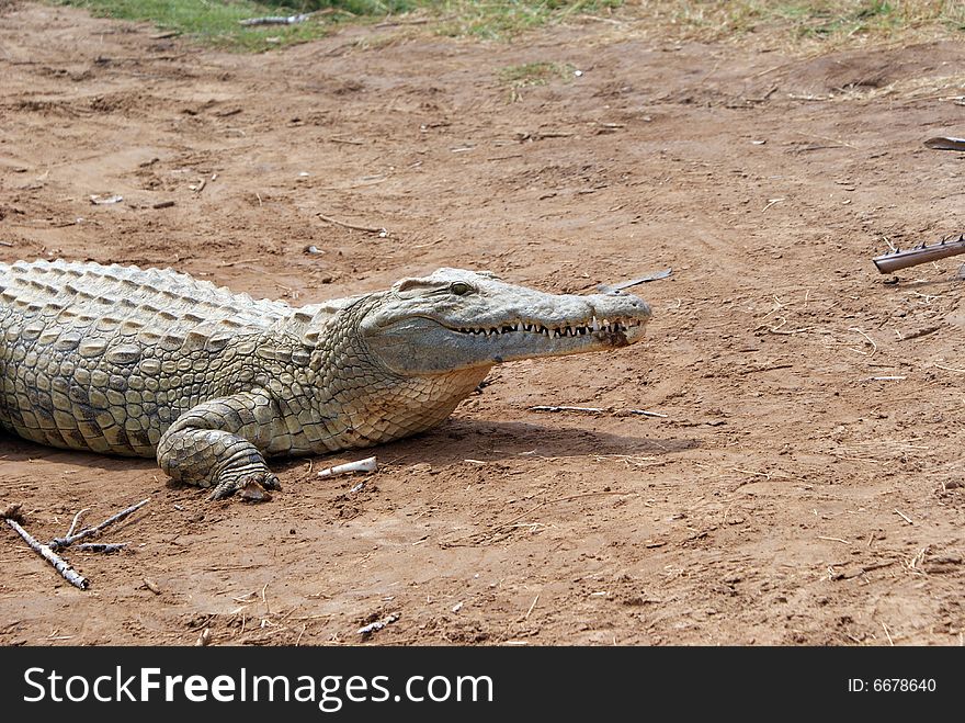 An other big african crocodile in the Tsavo National Park, Kenya