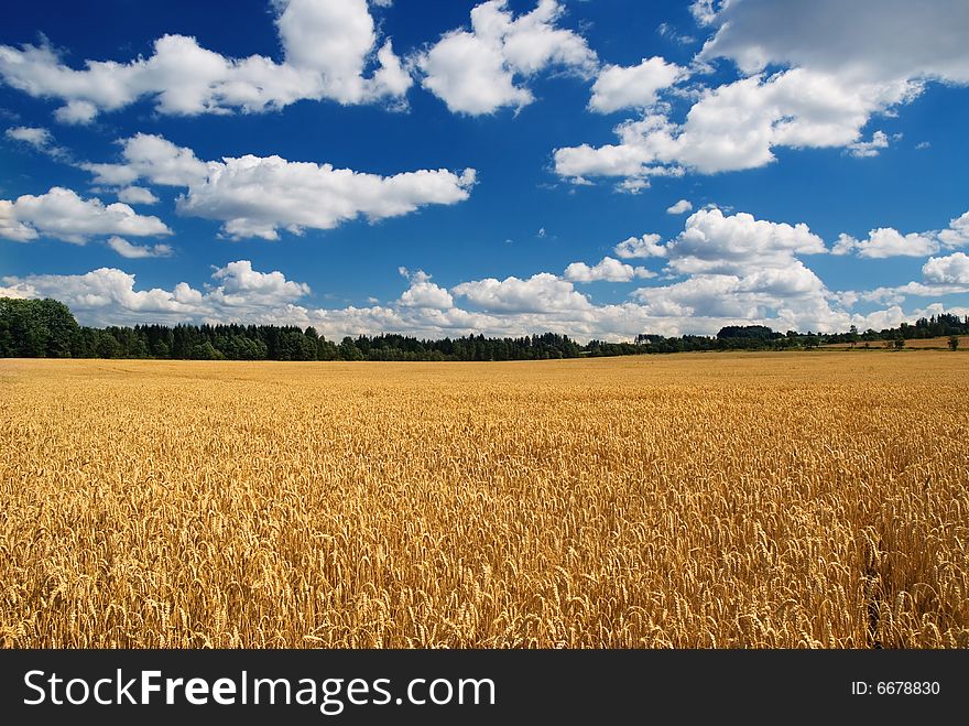 A country landscape in sunny summer day