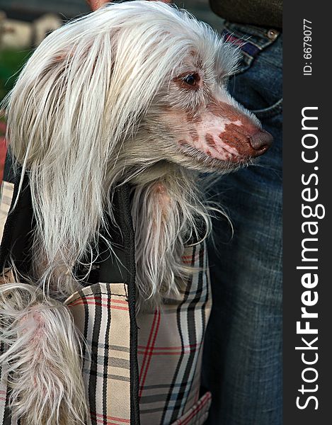 White Chinese Crested dog inside of plaid carrying bag. White Chinese Crested dog inside of plaid carrying bag.