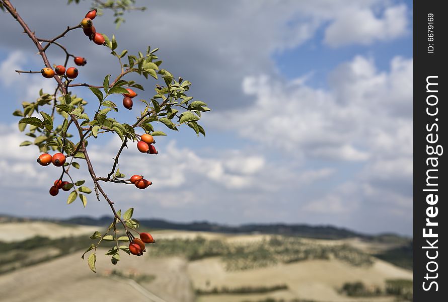 Relaxing landscape of tuscan rural, focus on branch with red fruits. Relaxing landscape of tuscan rural, focus on branch with red fruits