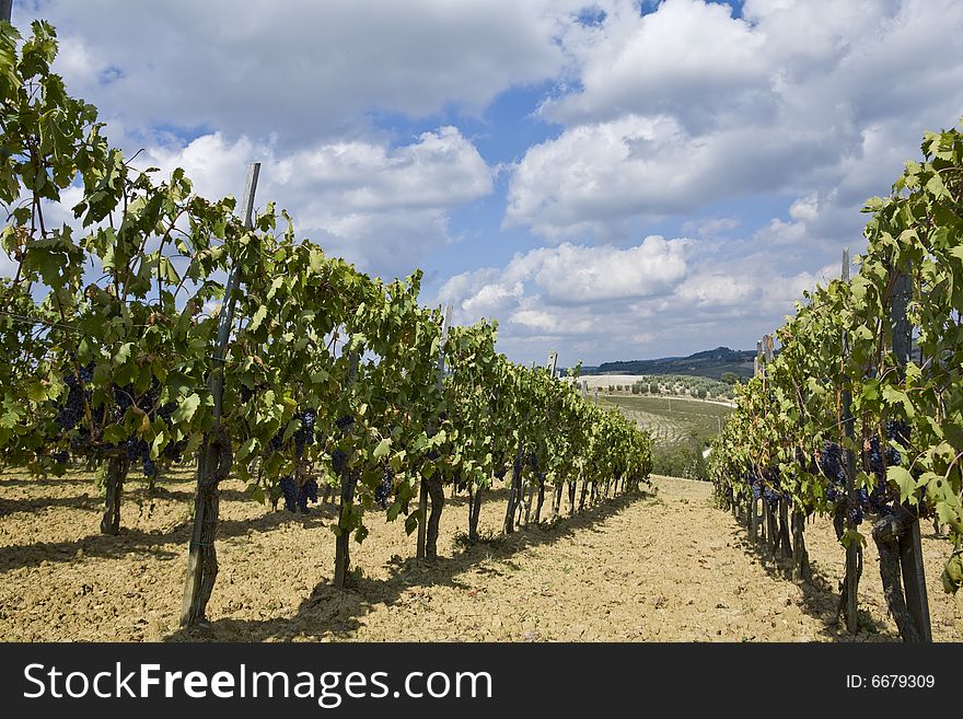 Beautiful vineyard in Tuscan Countryside, Italy. Beautiful vineyard in Tuscan Countryside, Italy