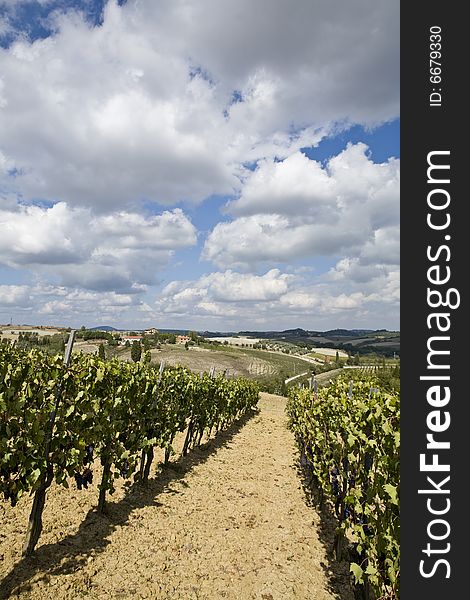 Beautiful vineyard in Tuscan Countryside, Italy. Beautiful vineyard in Tuscan Countryside, Italy