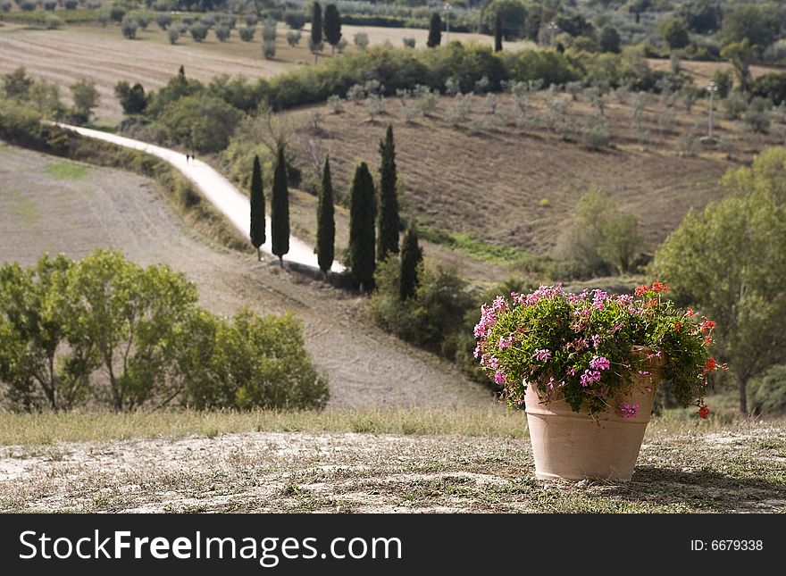 Cypress alley in a Tuscan landscape