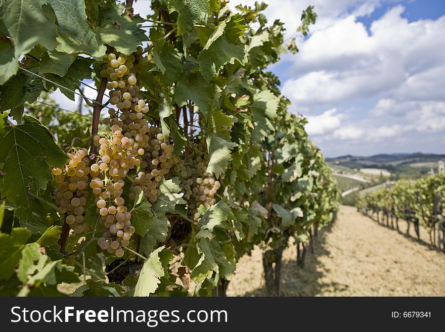 Vineyards of grapes under the tuscan  sun. Vineyards of grapes under the tuscan  sun