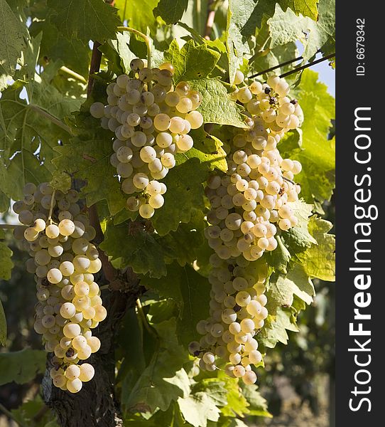 Close-up of green grapes on grapevine in vineyard. Close-up of green grapes on grapevine in vineyard