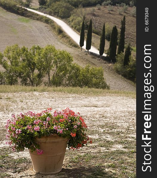 Cypress alley in a Tuscan landscape