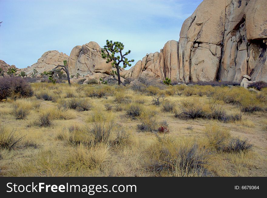 A desert view from Joshua Tree National Park with several Joshua trees.