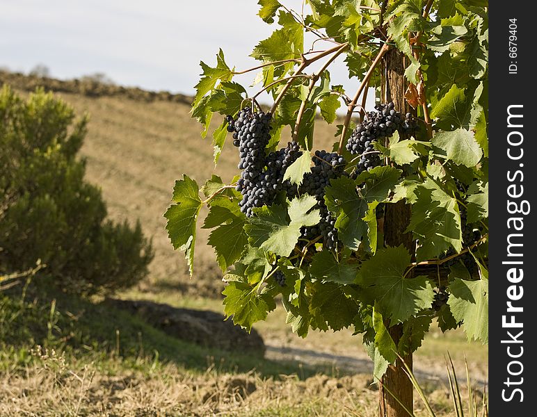 Merlot Grapes