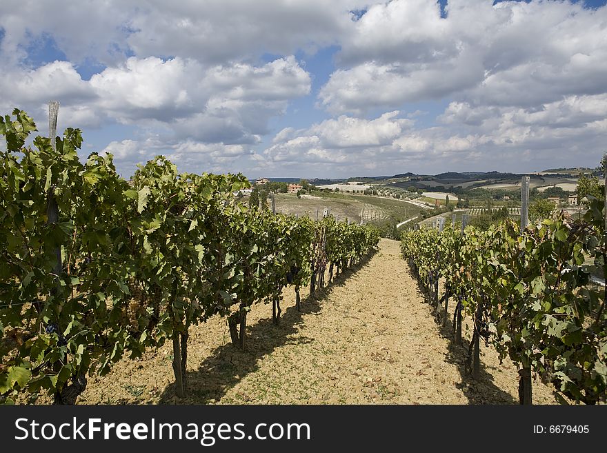 Beautiful vineyard in Tuscan Countryside, Italy. Beautiful vineyard in Tuscan Countryside, Italy