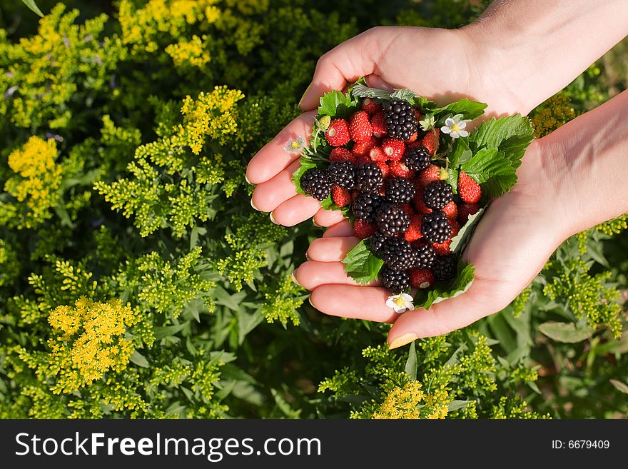 Wild strawberries and blackberries in hands