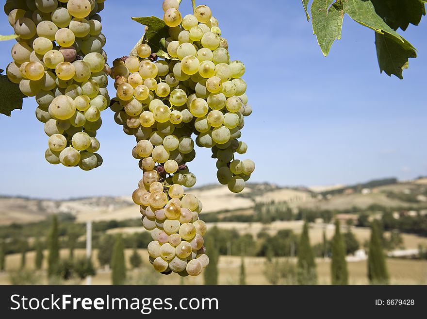 Close-up of green grapes on grapevine in vineyard