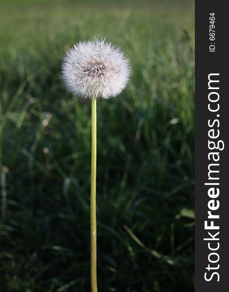 A Dandelion against a grass background.