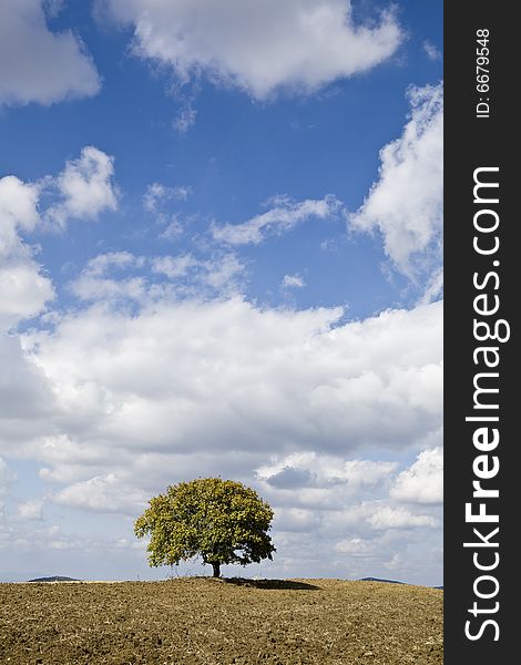 Isolated tree on the tuscan countryside
