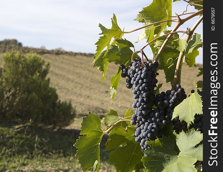 Close-up of merlot grapes on grapevine in vineyard