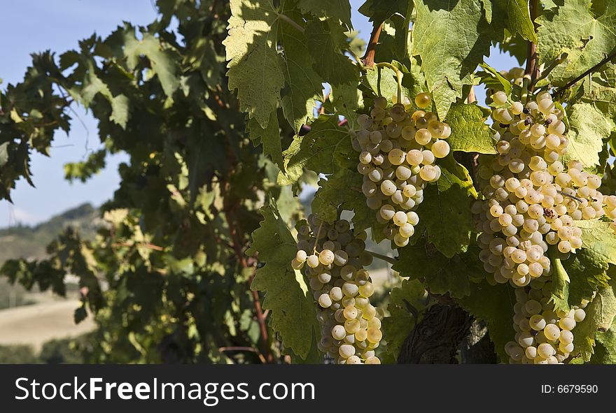 Close-up of green grapes on grapevine in vineyard