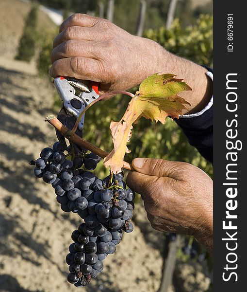 Harvester hands cutting red grapes. Harvester hands cutting red grapes