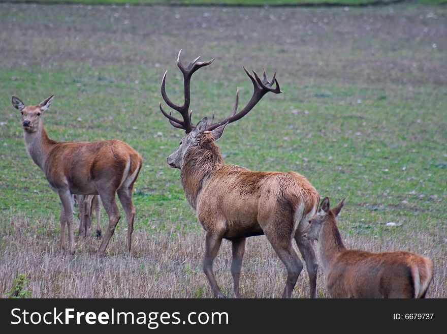 Magnificent big red deer male antlers 
Latin:  C. e. elaphus. photo taken at dusk. Magnificent big red deer male antlers 
Latin:  C. e. elaphus. photo taken at dusk