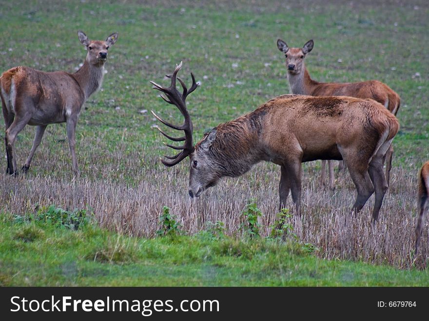 Big dominant red deer buck feeding in field, with his harem. Big dominant red deer buck feeding in field, with his harem