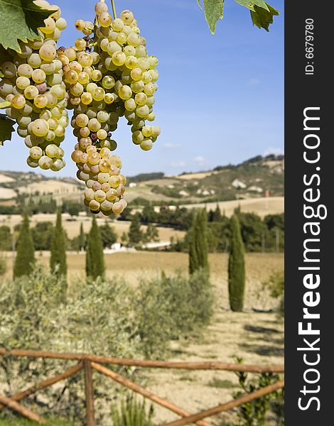 Close-up of green grapes on grapevine in vineyard