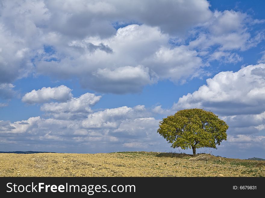 Field landscape with tree, tuscany