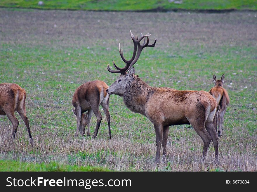 Magnificent big red deer male in a side pose
Latin:  C. e. elaphus