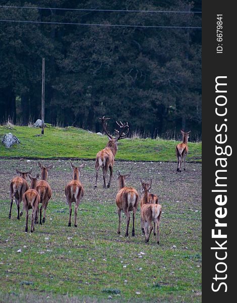 Red deer buck with his harem of hints Latin:  C. e. elaphus. Red deer buck with his harem of hints Latin:  C. e. elaphus
