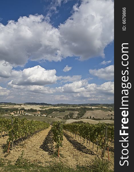 Tuscany, beautiful vineyard in Italy