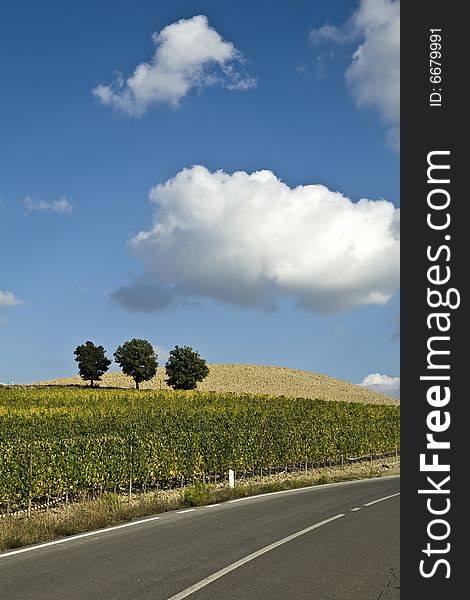 Beautiful vineyard panoramic in Italy. Beautiful vineyard panoramic in Italy