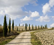 Cypress Alley Stock Photography Cypress Alley Stock Photography