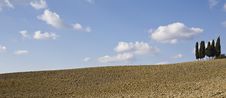 Cypress Tree Royalty Free Stock Photography Cypress Tree Royalty Free Stock Photography