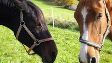 Horses Stock Photography Horses Stock Photography