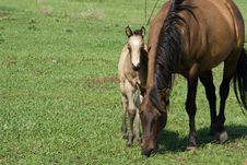 Quarter Horse Mare And Foal Stock Image Quarter Horse Mare And Foal Stock Image
