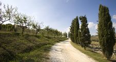 Tuscan Landscape, Cypress Royalty Free Stock Photo Tuscan Landscape, Cypress Royalty Free Stock Photo