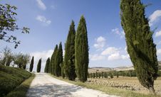 Tuscan Landscape, Cypress Stock Photo Tuscan Landscape, Cypress Stock Photo