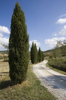 Tuscan Landscape, Cypress Royalty Free Stock Image Tuscan Landscape, Cypress Royalty Free Stock Image