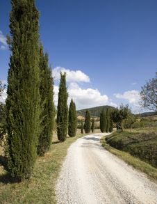 Tuscan Landscape, Cypress Stock Images Tuscan Landscape, Cypress Stock Images