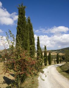 Tuscan Landscape, Cypress Royalty Free Stock Image Tuscan Landscape, Cypress Royalty Free Stock Image