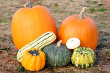 Pumpkins And Squash In Field Stock Image Pumpkins And Squash In Field Stock Image