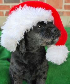 Santa Dog Royalty Free Stock Photos