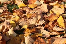 Leaves In Autumn Stock Photography Leaves In Autumn Stock Photography