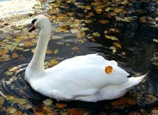 Swimming Swan In Autumn Park Stock Photos