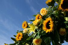 Sunflowers Against The Sky Stock Images Sunflowers Against The Sky Stock Images