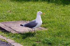 Gull Stock Photo